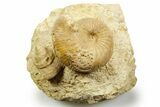 Jurassic Ammonite (Chondroceras) and Sea Snail Fossil - France #367810-1